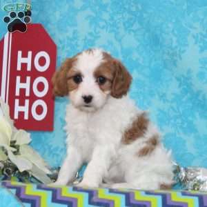 Peace, Cavapoo Puppy